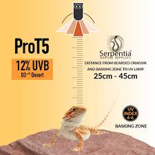 Mercury vapor bulbs are more costly than fluorescent bulbs, but tend to last much longer. Bearded Dragon Care Sheet Guide To Pogona Vitticeps Serpentia