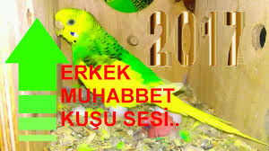 Super Costuran Muhabbet Kusu Erkek Sesi Erkek Muhabbet Kusu Sesi Muhabbetkususesleri Youtube