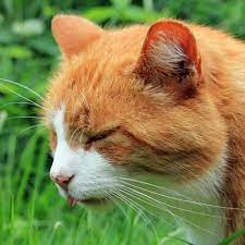 Loss of appetite due to how the cancer alters the digestive process, the result of side effects from cancer treatments, and pain that leaves the animal not interested in food. Gastrointestinal Disease Cats Bishops Stortford Vets