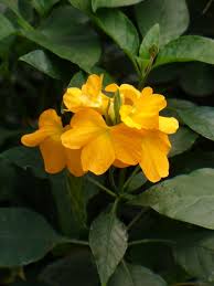 Image result for Crossandra infundibuliformis