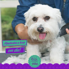 Clínica Veterinária Zoo Vida