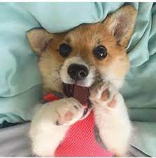 5 Best Ways To Make It Up To A Pup Who S Been Home Alone All Day Dogtime Cute Baby Animals Cute Animals Cute Little Animals
