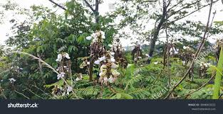 Image result for Tephrosia vogelii