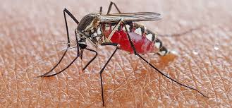 Maybe you would like to learn more about one of these? Top 5 East Coast Cities For Mosquitoes Ehrlich Pest Control Blog