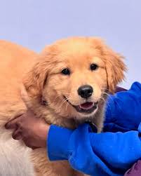 Sweet little Seeing Eye puppy, Shalynn! Making everyone's day quite a bit  happier 🐾❤️