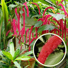 Image result for Acalypha psilostachya