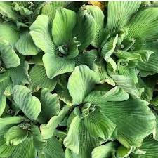 Image result for Pistia