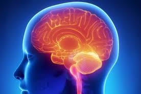 Prim Assoc Prof Pd Dr Camillo Sherif Gehirntumor Neurochirurg In 1060 Wien Docfinder At