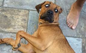 Hello all, i have smelled puppy breath a lot in my life. 11 Things Your Dog Can Smell That You Can T Barkpost