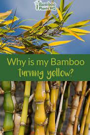 Are You Worried About Your Bamboo Plants Turning Yellow Don T Panic Just Yet We Have Tips For You So You Bamboo Plants Bamboo Plant Care Lucky Bamboo Plants