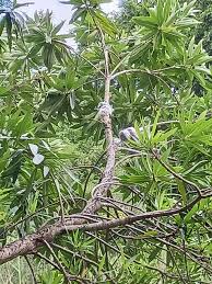 Image result for Breonadia