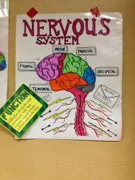 Nervous System Body Systems Project Human Body Systems Nervous System Projects