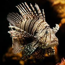 You'll be glad to learn that we buy our quality marine supplies from reputable and established distributors. Marine Saltwater Fish Kee S Aquarium Pets