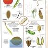 One is to preserve the genes that plant breeders need to increase yield, disease resistance, drought tolerance, nutritional quality, taste, etc. 3