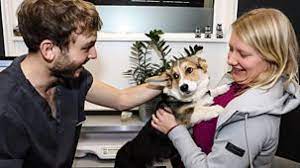 Watch batwoman season 1 episode 16 free online watch. The Pets Factor Catch Up Series 3 14 Mr Grey Kyru And Willis On Cbbc