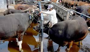 Sesiapa berminat, sila telefon 0142907471. Nusabali Com Sapi Bali Dilarang Dijualbelikan Di Semarang