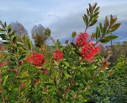 Image result for Callistemon
