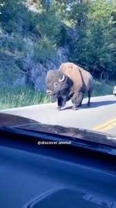 Pin By Bldcҝŵħiŧ On Video Animais Diversos Video In 2020 Animals Wild Cute Animals Funny Animals