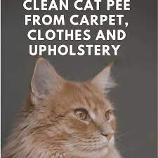 How To Get Cat Pee Out Of Clothes Couches Towels Rugs And Carpet Dengarden