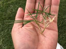 芝生に似た雑草 スズメノカタビラ の見分け方と除草剤をご紹介 芝生のミカタ