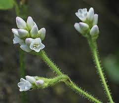 Image result for Persicaria strigosa