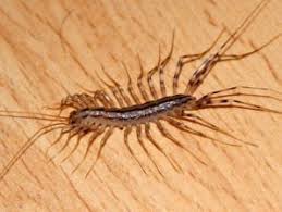 Why Just Walk Down The Stairs When You Can Slide Down On This Techeblog Centipede Home Remedies Remedies
