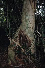 Image result for Xymalos monospora