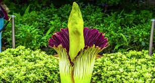 Corpse Flower Timelapse Video Chicago Botanic Garden