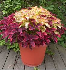Image result for Coleus foliatus
