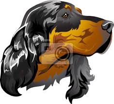 Image result for skotský setr gordonsetr