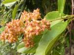 Image result for Tetracera alnifolia