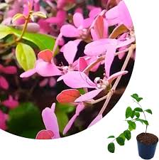 Image result for Congea