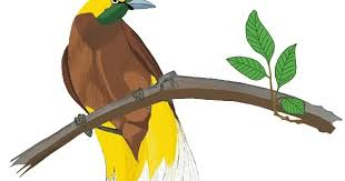 Burung ini memiliki semacam jambul/mahkota dikepalanya. Burung Cendrawasih Clipart Dengan
