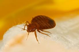 Learn what it looks like help from the orkin man. Bed Bug Management Professional Inspections Treatment