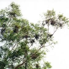 Image result for Eucalyptus cloeziana