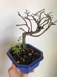 Although very dangerous to the tree, it can be treated using a variety of techniques involving repotting and fungicides. 20 Inspiration Dead Bonsai Trees Bad Luck Pink Wool