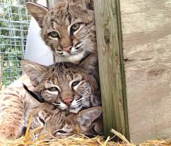 Her Life Started With Tragedy But This Little Bobcat Had A Special Delivery Of Two New Brothers Small Wild Cats Animals Bobcat Kitten