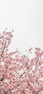 See more ideas about aesthetic, tumblr transparents, iphone background. Worm S Eye View Photography Of Pink Cheery Blossom Iphone X Wallpapers Free Download