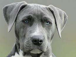 Many people prefer short haired dogs because they are easier to groom and bathe. Top 10 Shorthair Dogs Breeds