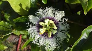 Image result for Passiflora edulis