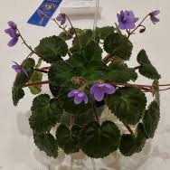 Image result for Saintpauliopsis