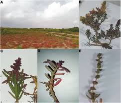 Image result for Suaeda monoica