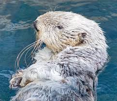 Image result for Enydra