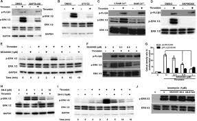 Een wintervakantie in canada is een unieke ervaring in een geweldig mooie omgeving. Endothelial Angiogenesis And Barrier Function In Response To Thrombin Require Ca2 Influx Through The Na Ca2 Exchanger Journal Of Biological Chemistry