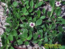 Image result for Phyla nodiflora