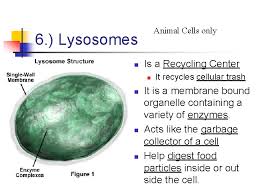 Name the organelle that protects and supports the cell, and it is only found in plants? The Cell The Basic Unit Of Life Engage