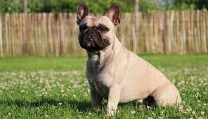 The french bulldog is a top heavy breed. French Bulldog Puppies For Sale Greenfield Puppies