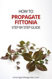 Fittonia Propagation A Step By Step Guide Smart Garden Guide Nerve Plant Propagating Plants House Plant Care