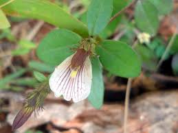Image result for Blepharis integrifolia
