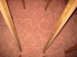 How To Know If You Have Mice Skedaddle Wildlife Control